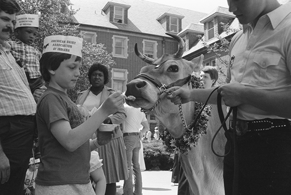 Young boy feeding a snack from his spoon to a cow