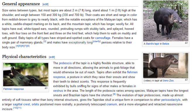 Wikipedia tapir article